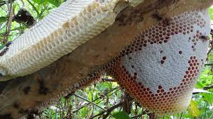 Mua mật ong rừng nguyên chất ở đâu uy tín nhất Hà Nội?